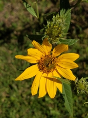 Helianthus grosseserratus
