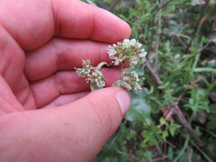 Pycnanthemum albescens