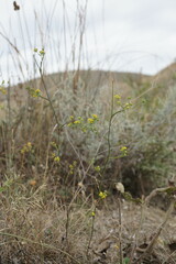 Bupleurum brachiatum