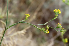 Bupleurum brachiatum