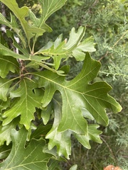 Quercus