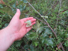 Pycnanthemum albescens
