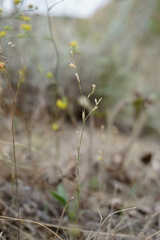 Bufonia parviflora