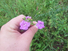 Agalinis heterophylla