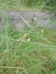 Juncus filiformis