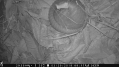 Phataginus tricuspis