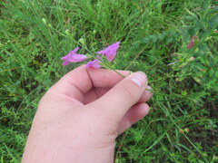 Agalinis heterophylla