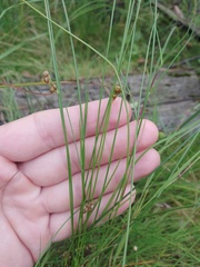 Juncus filiformis