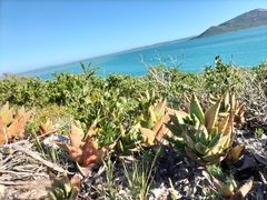 Aloe distans