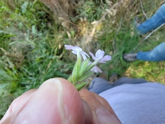 Glandularia gooddingii