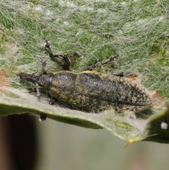 Lixus cardui