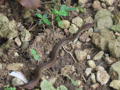 Gongylosoma baliodeira