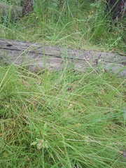 Juncus filiformis