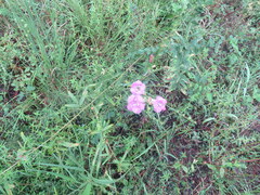 Agalinis heterophylla