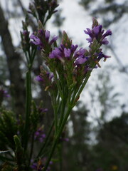 Verbena hastata