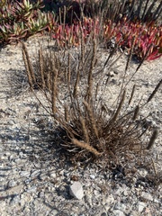 Plantago coronopus