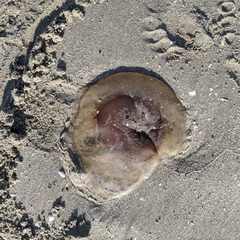 Cotylorhiza tuberculata