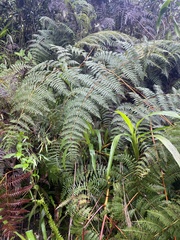Pteridium