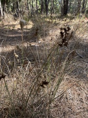 Juncus patens