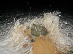 Lepidochelys olivacea