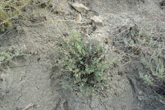Medicago cretacea