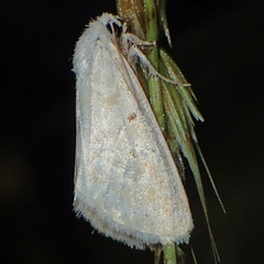 Lythrodes tripuncta