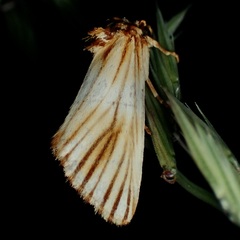 Eulithosia discistriga