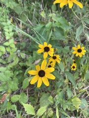 Rudbeckia triloba
