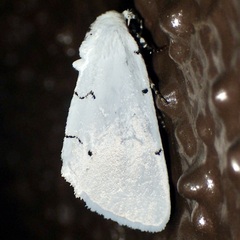 Hemioslaria pima