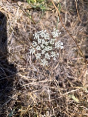 Perideridia gairdneri