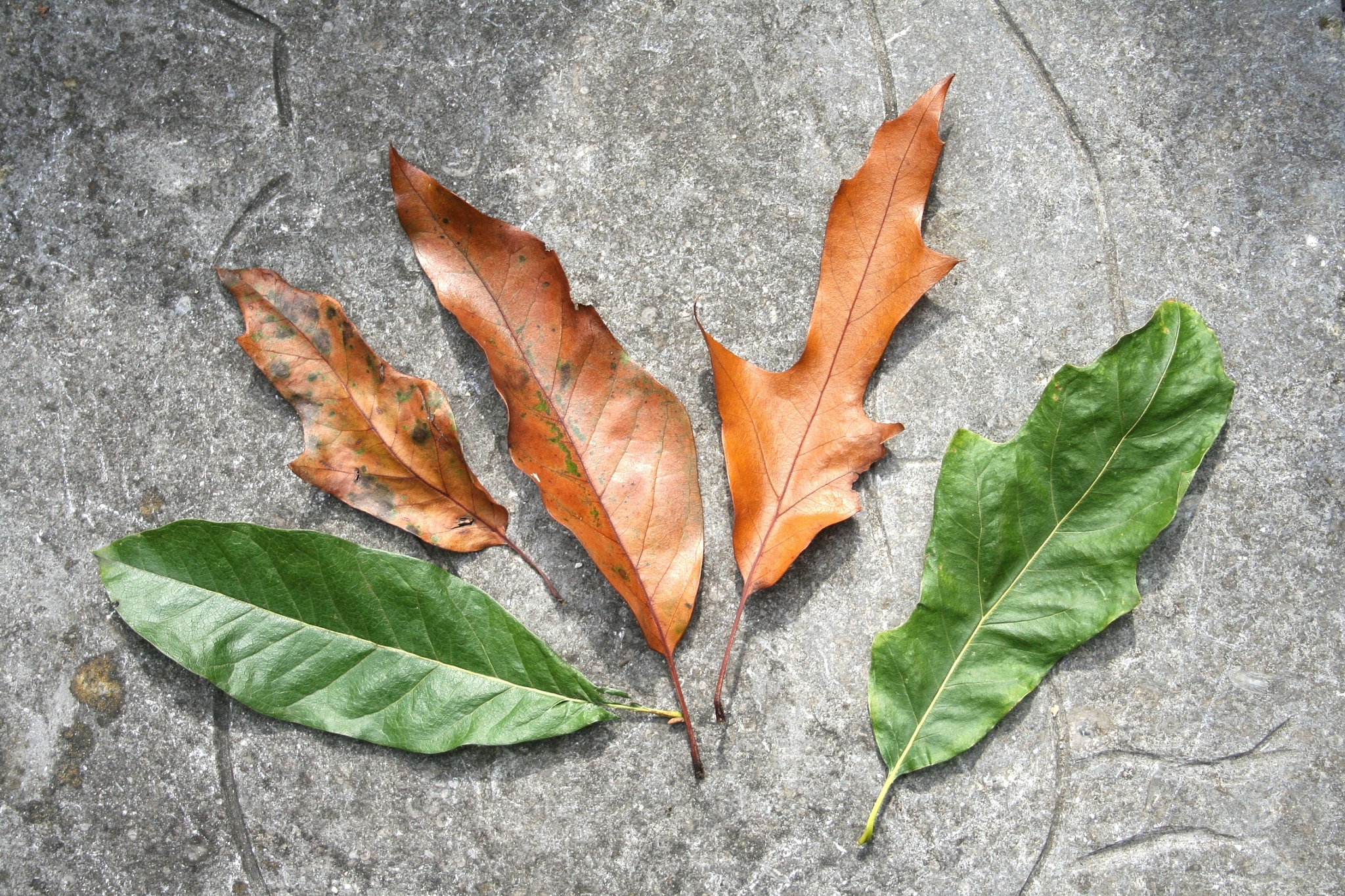 Quercus X leana