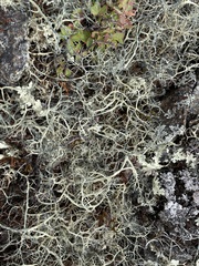 Alectoria ochroleuca