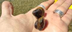 Corbicula fluminea