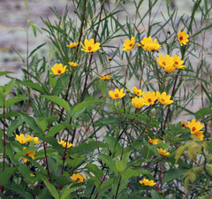 Bidens trichosperma