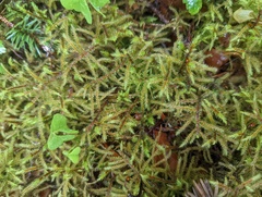 Rhytidiadelphus loreus