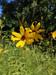 Coreopsis tripteris