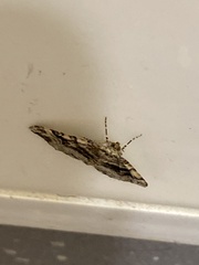 Xanthorhoe lacustrata