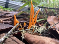 Clavariaceae