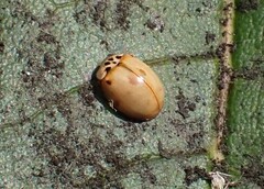 Adalia decempunctata