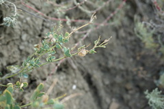 Medicago cretacea