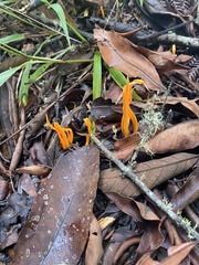Clavariaceae