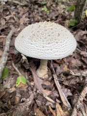 Amanita cokeri