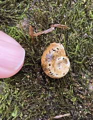 Planorbella trivolvis