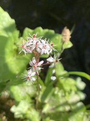 Micranthes odontoloma