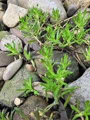 Cotula coronopifolia