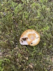 Planorbella trivolvis