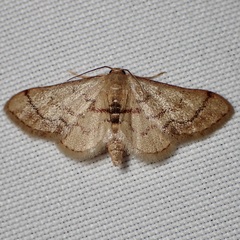 Idaea demissaria