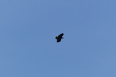 Buteogallus urubitinga