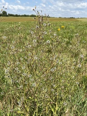 Lactuca canadensis
