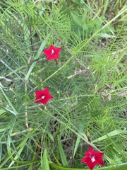 Ipomoea quamoclit